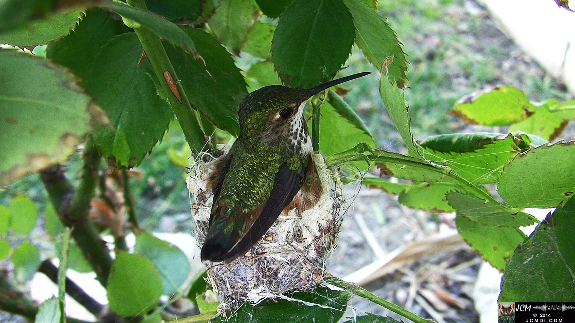 Allen's Hummingbird female in nest 